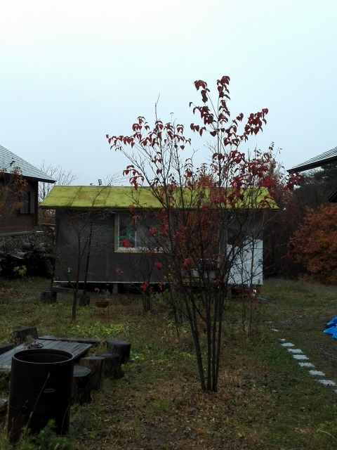 秋の雨でしっとりと潤うコケ屋根