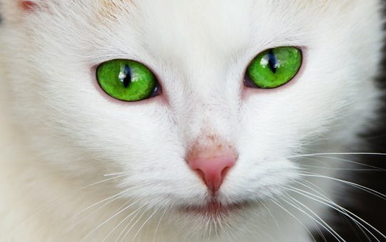 猫の目はカラフルの神秘