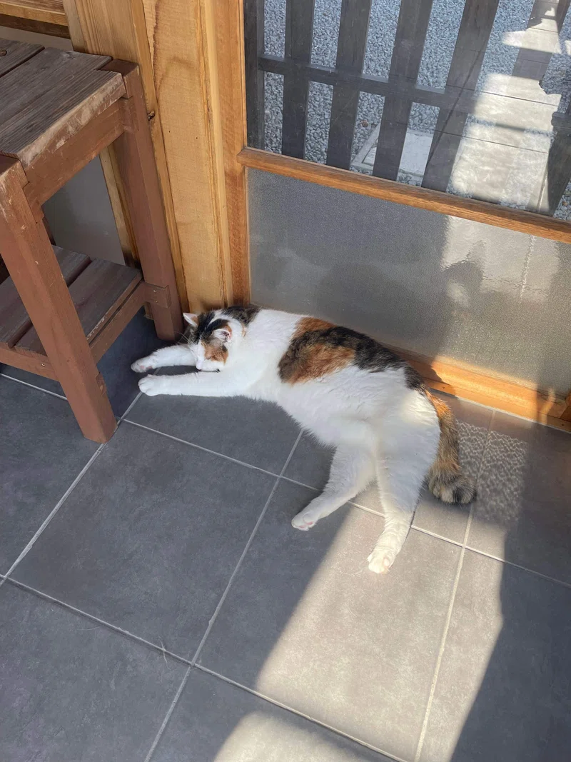 1715516409348-IOerrgTpav