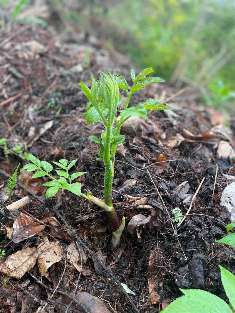 1715945178075-tTebQoaOqW