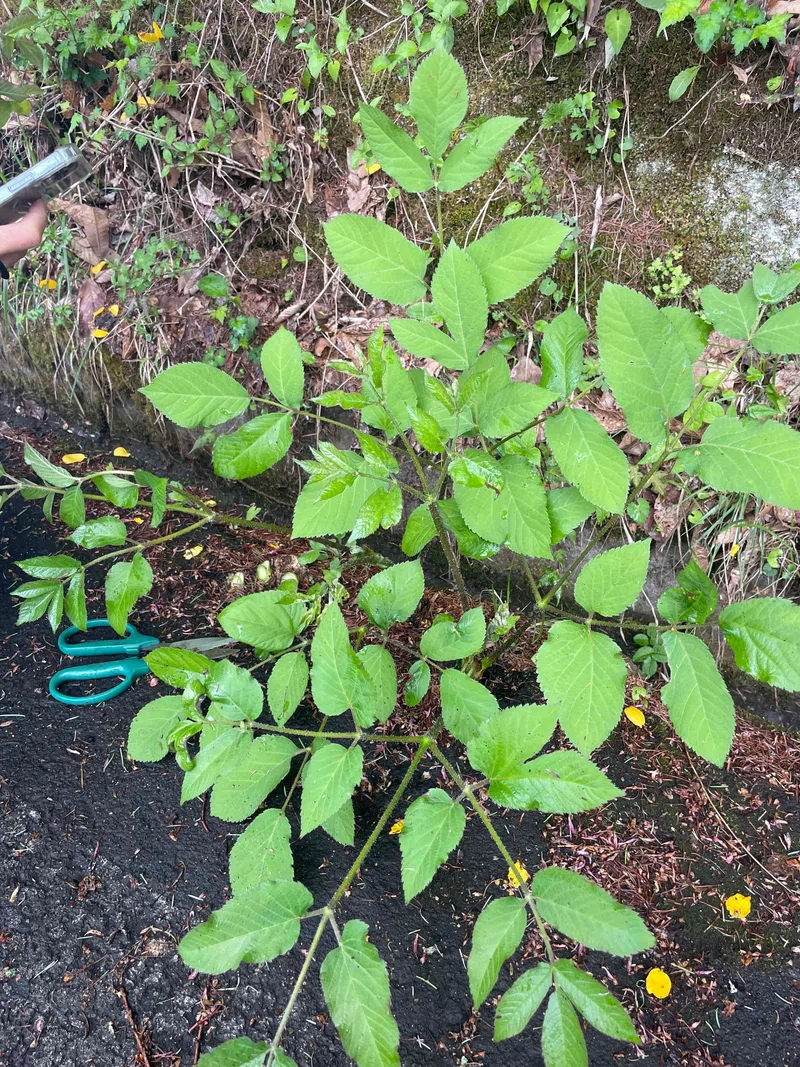 1715945257376-LOgJAFUOug