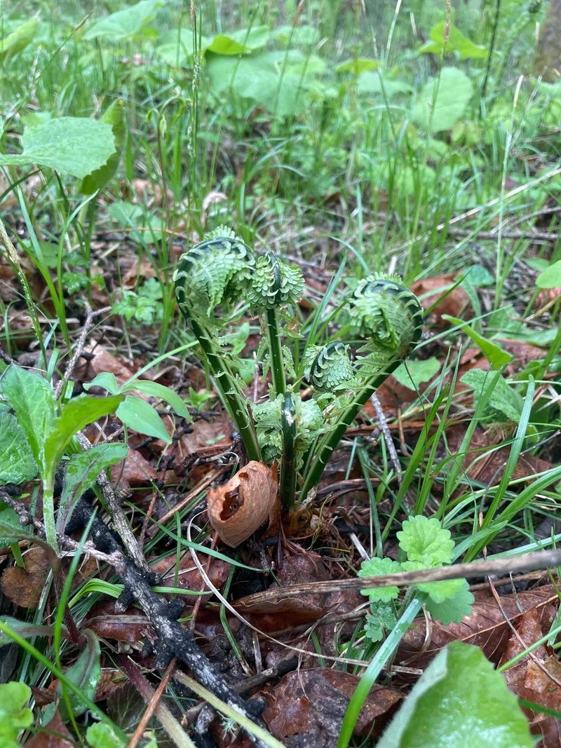 1715945455264-oQIg53sc68